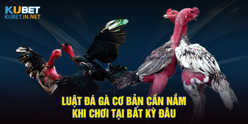 luật đá gà