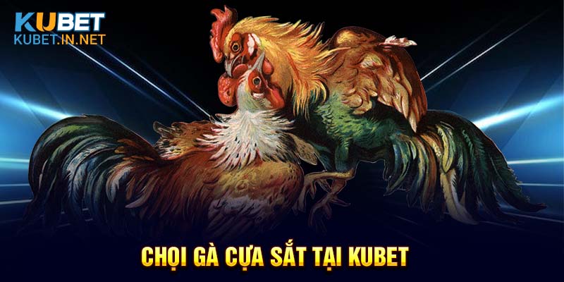 Chọi gà cựa sắt tại Kubet