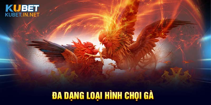 Đa dạng loại hình đá gà Kubet 