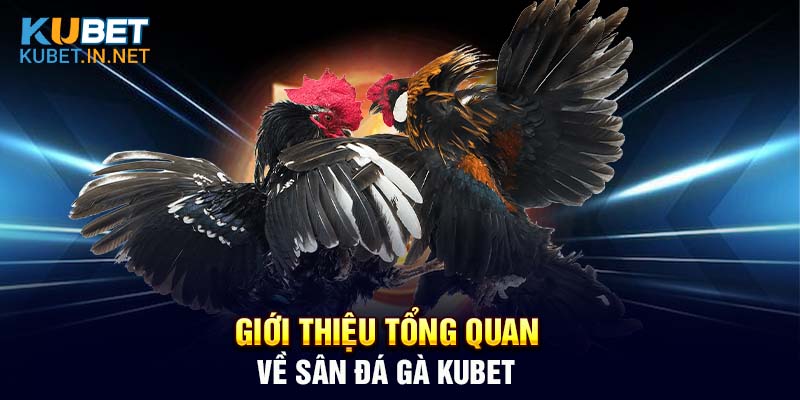 Đá gà Kubet là danh mục game được yêu thích tại nhà cái