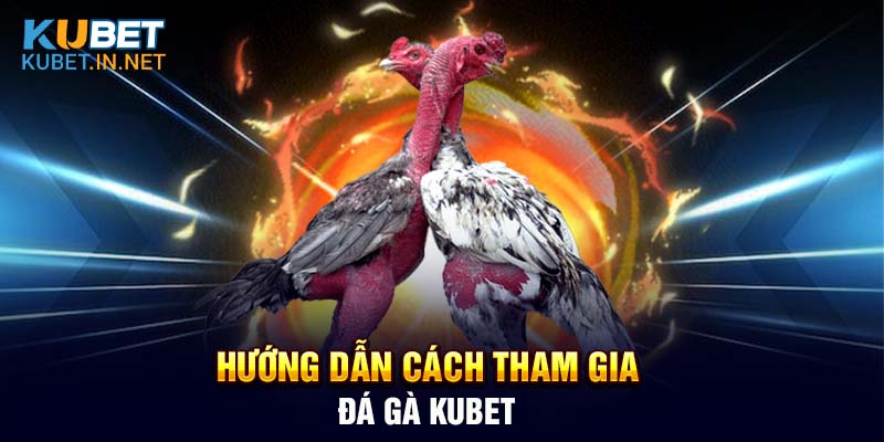 Hướng dẫn tân thủ cách tham gia đá gà Kubet