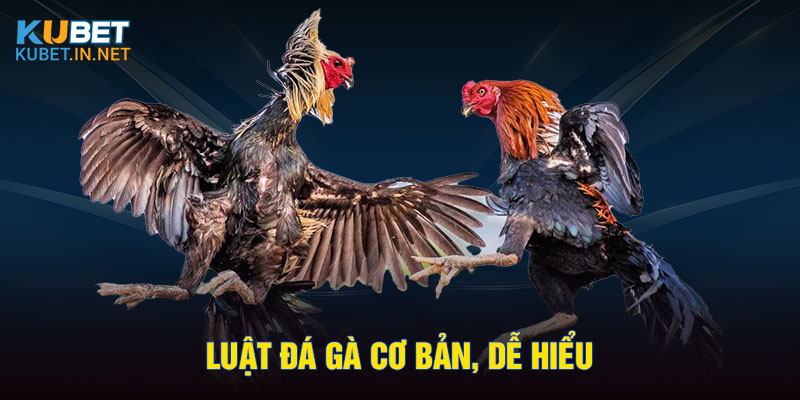 Luật đá gà cơ bản, dễ hiểu