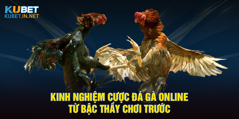 Kinh nghiệm cược đá gà online từ bậc thầy chơi trước