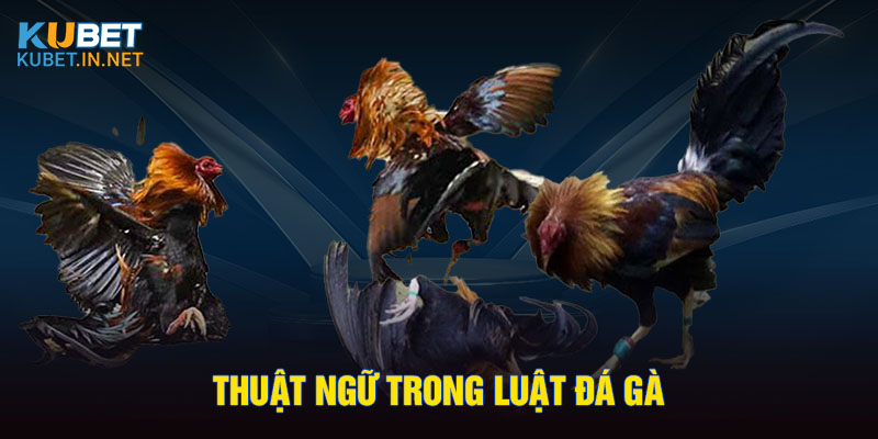 Thuật ngữ trong luật đá gà