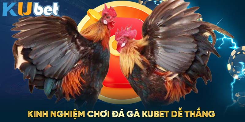 Kinh nghiệm chơi đá gà Kubet dễ thắng 